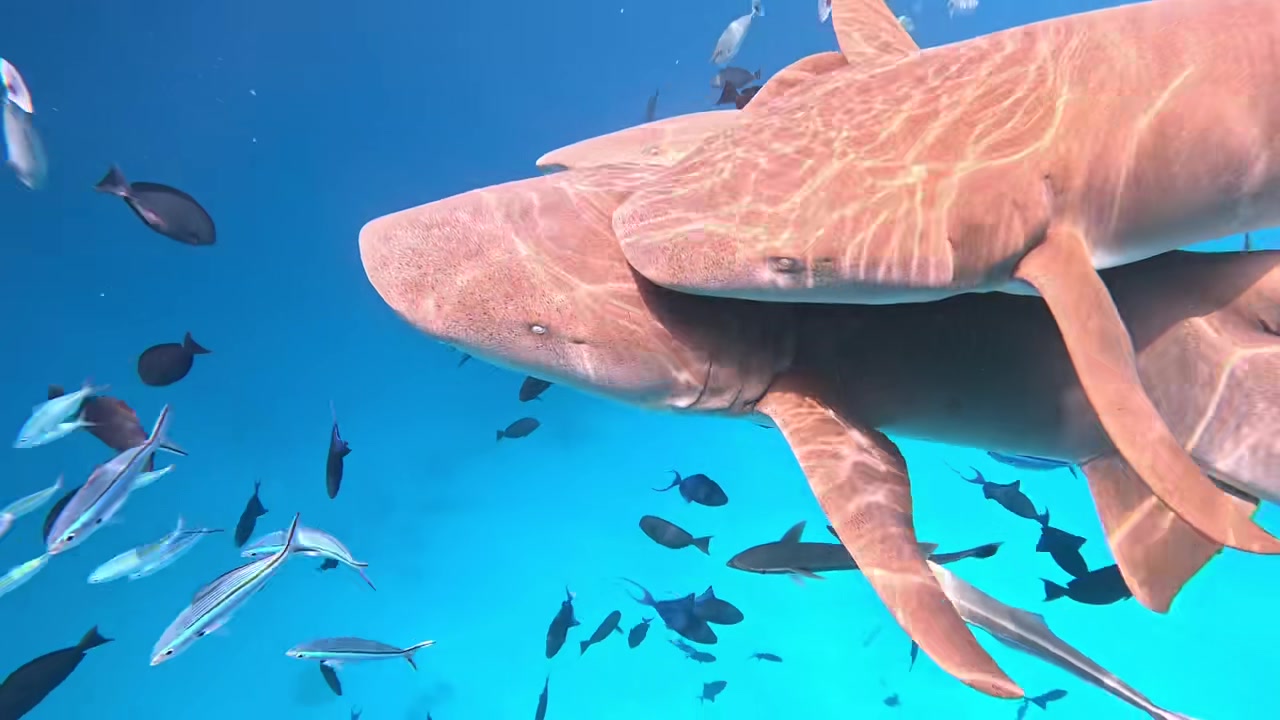  蔣圣龍老婆泳裝潛水與鯊魚游玩，這身材真是夠白的呀